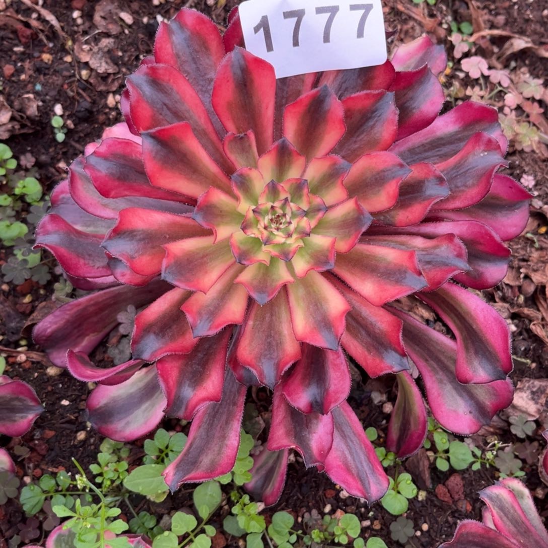 红颜蜜语多肉发货