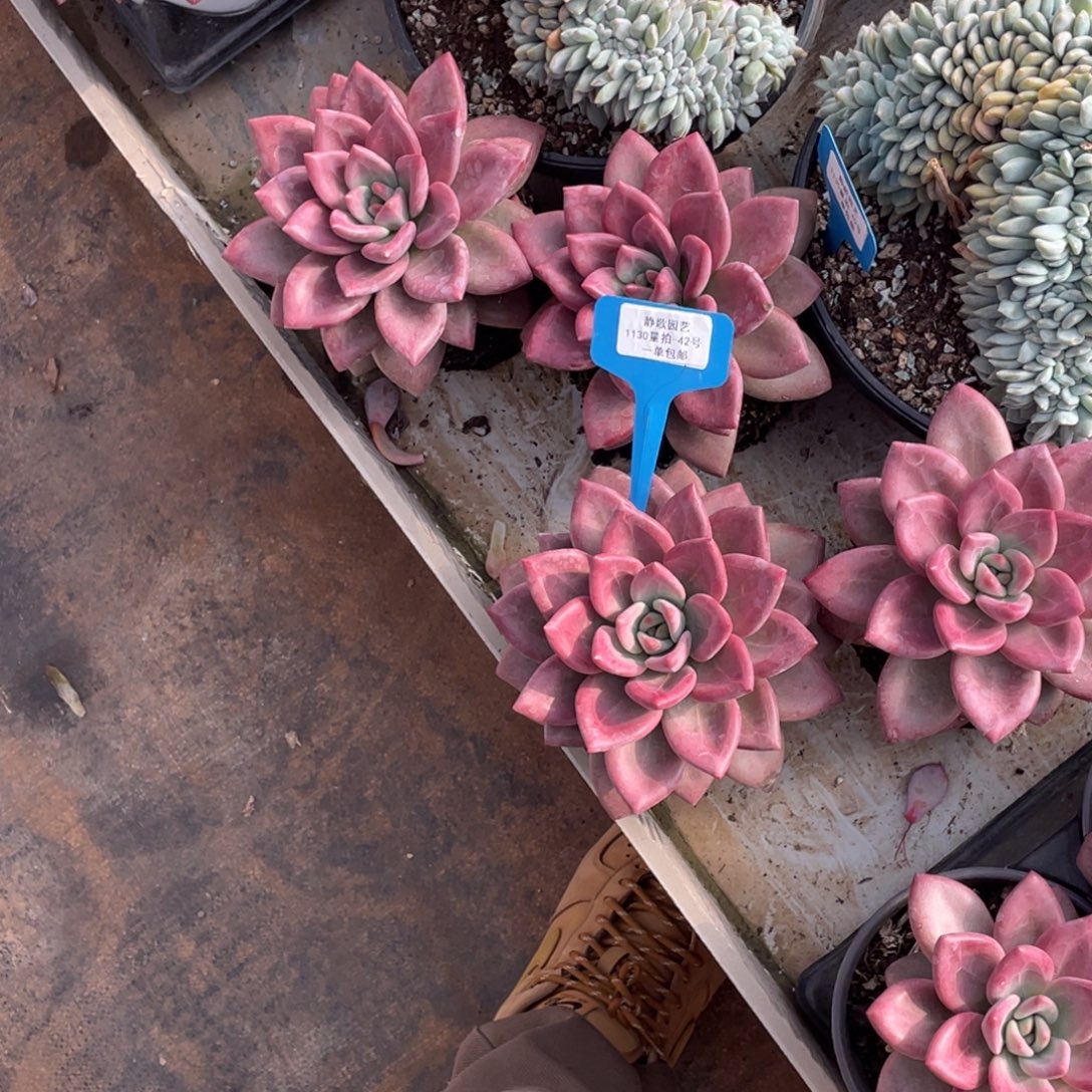 1130-42-超大母本赫菲斯托一刻