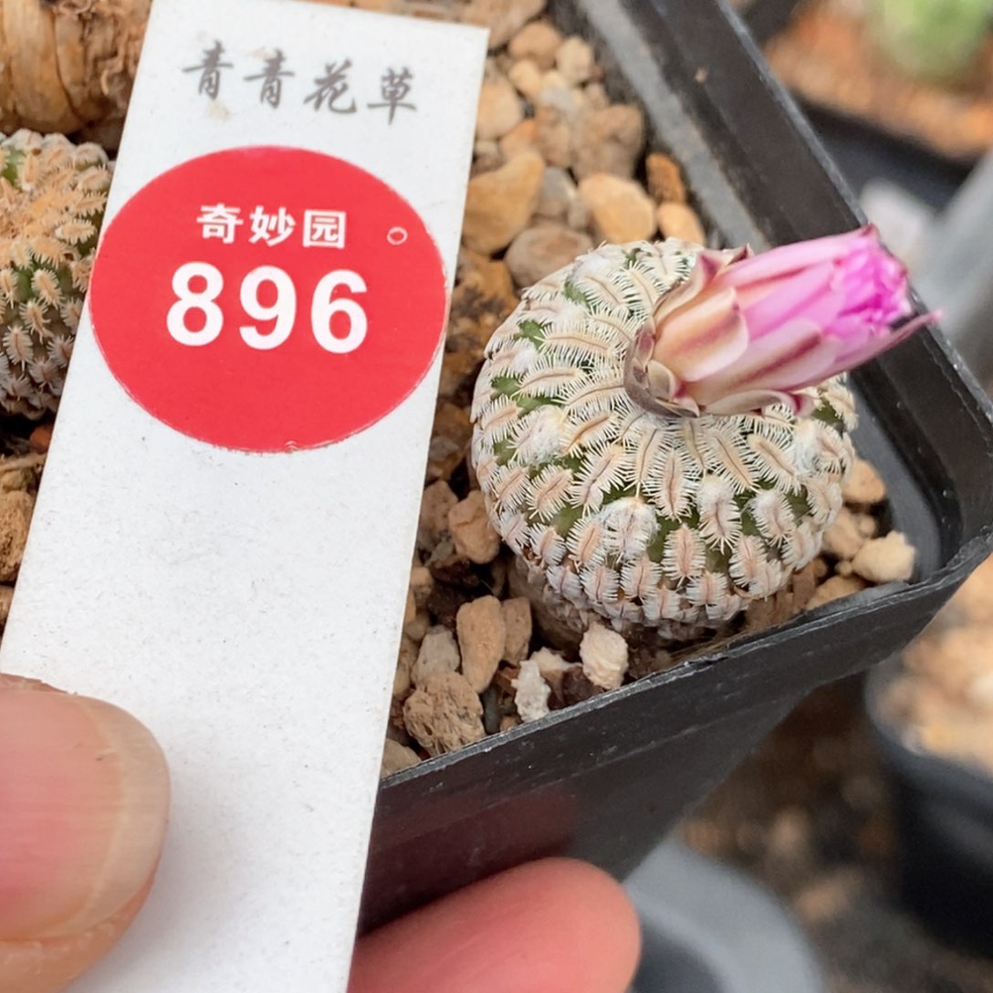 实生赤花精巧殿一棵