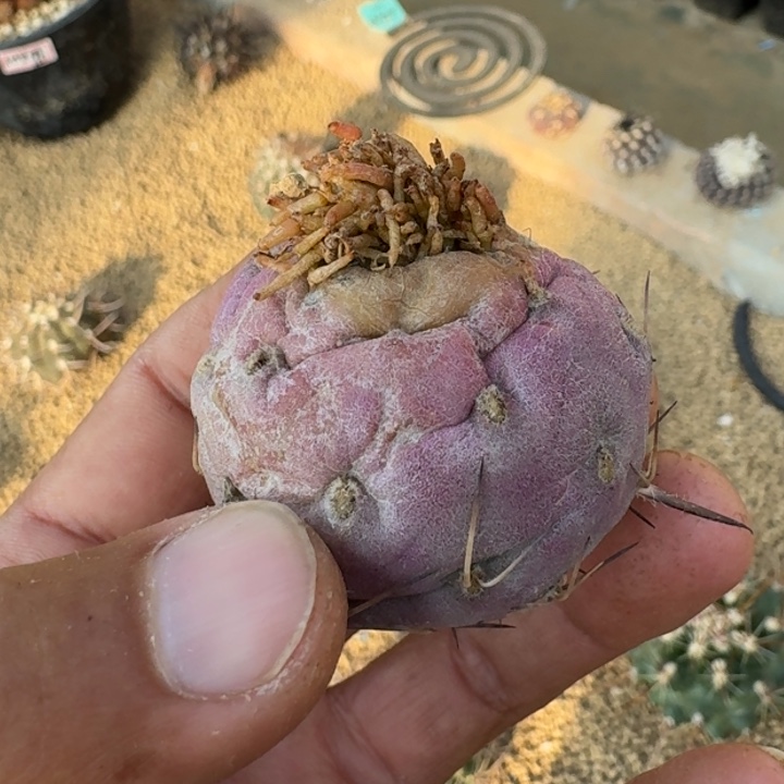 习志野有根6666666