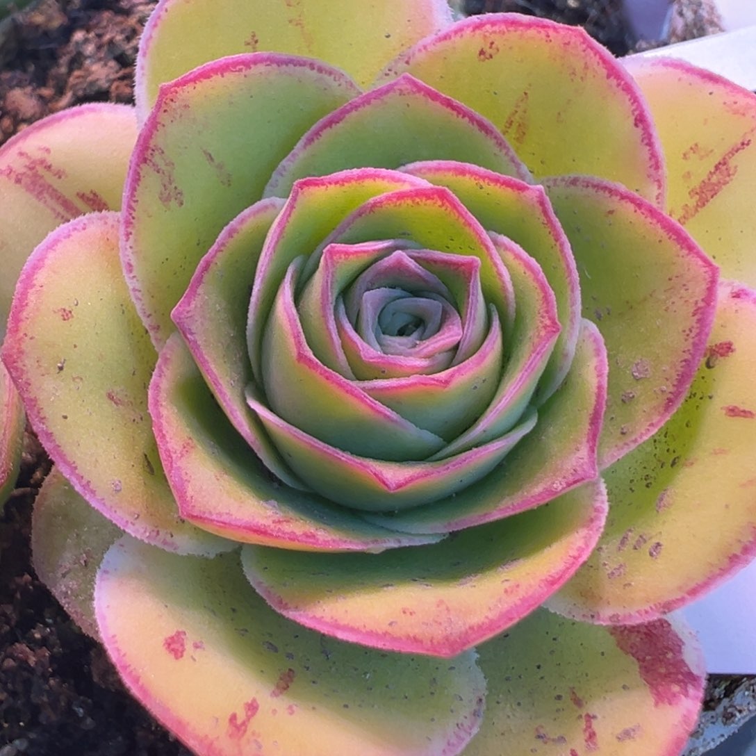 陈陈907浅漪。山地玫瑰