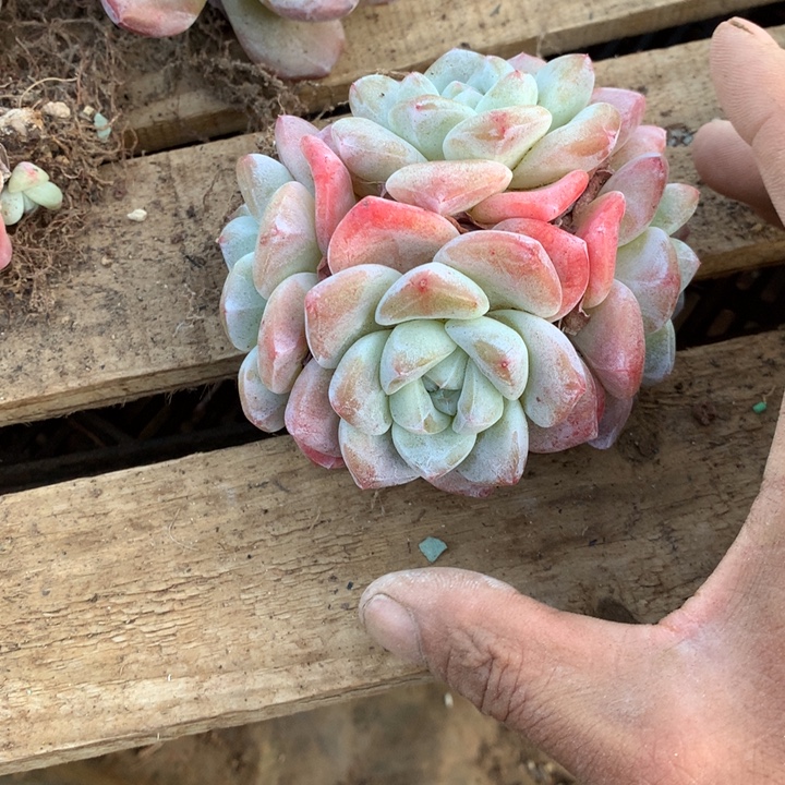 ****@布丁定向冰玉15.88两单包邮