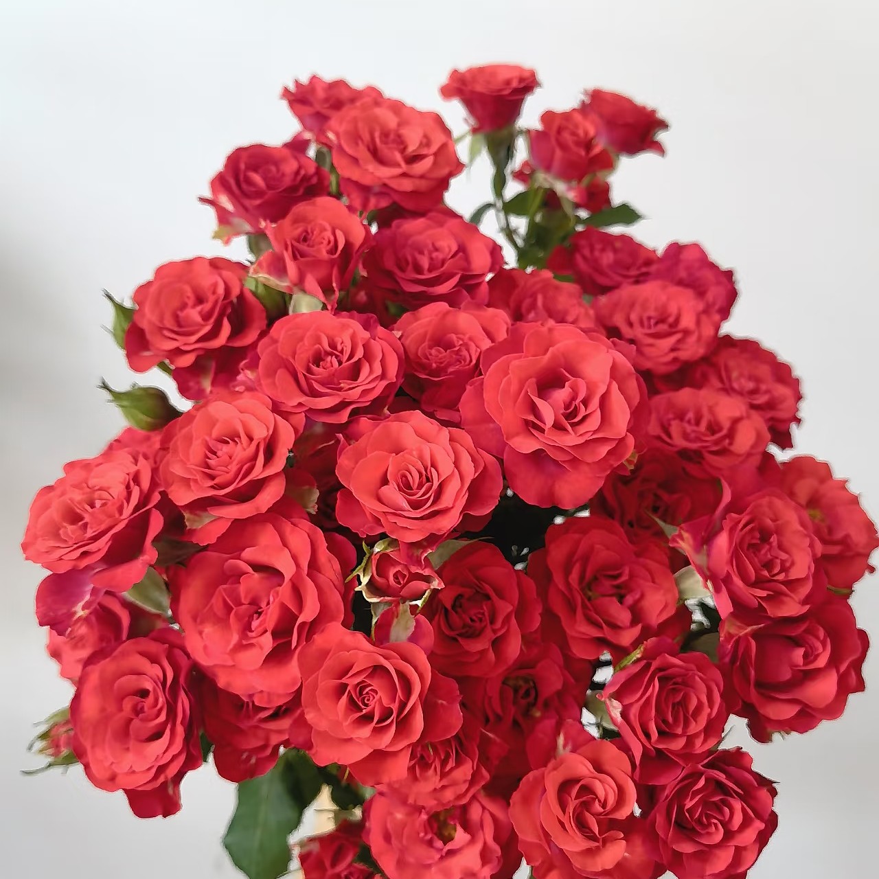 【巴黎恋人】全场鲜花任意满两单加配草 三单送玻璃花瓶拒收不售后