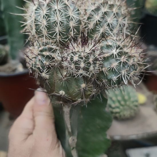 辉***哥仙人球金栗虾群带杆