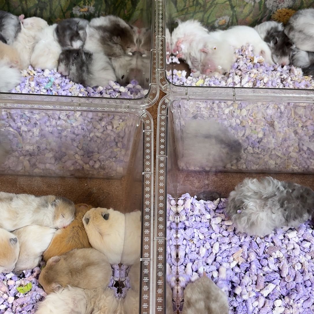 金丝熊直播挑选2只88米