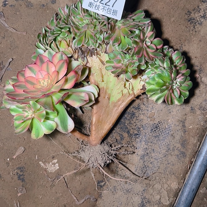 8227荔枝缀多肉植物