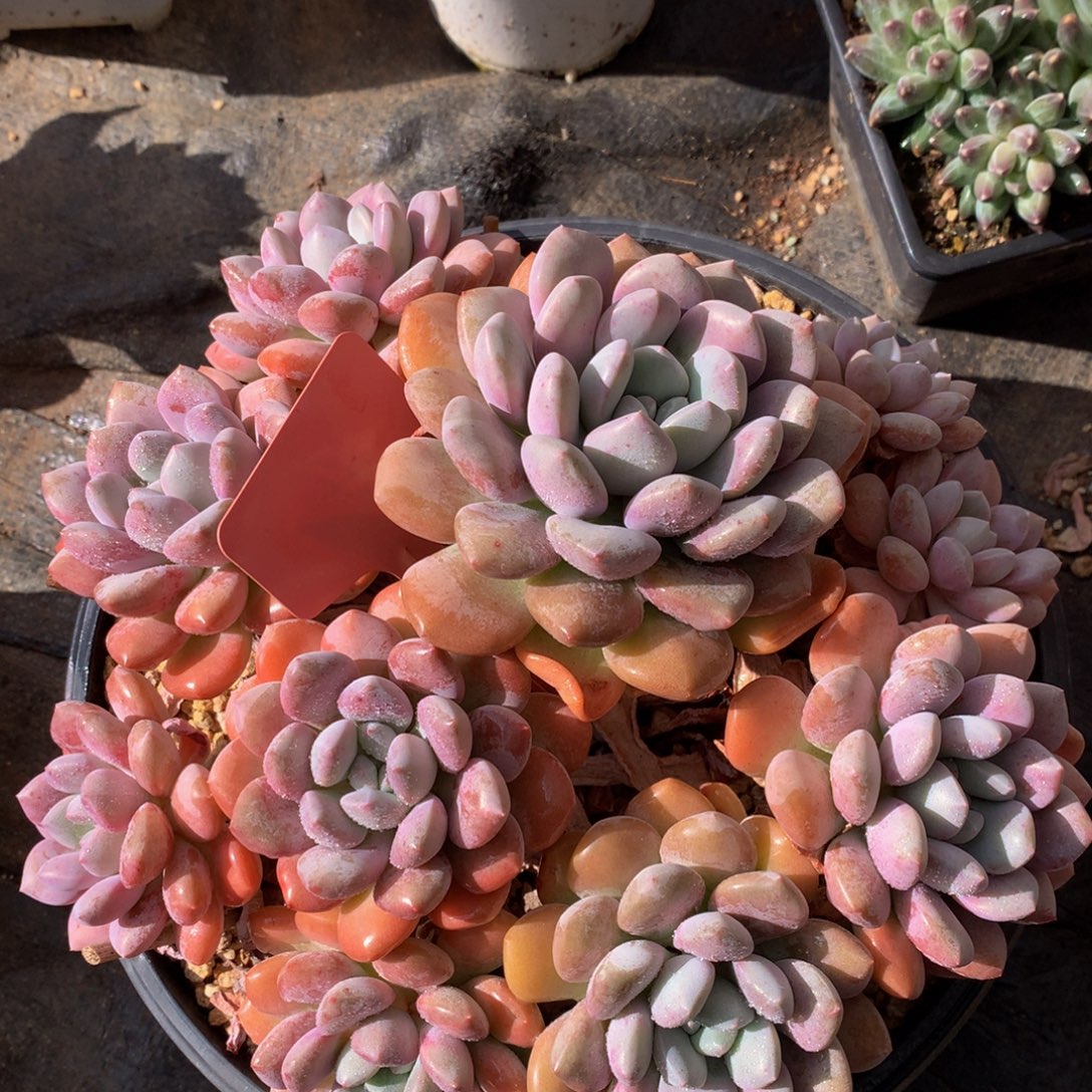 白鹭7727272727272722