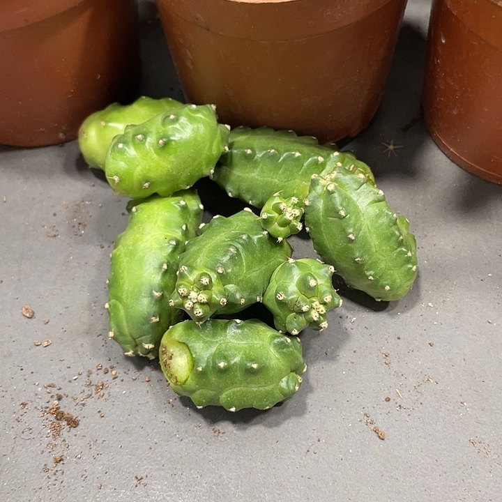 新品橙花桃太郎侧芽一个