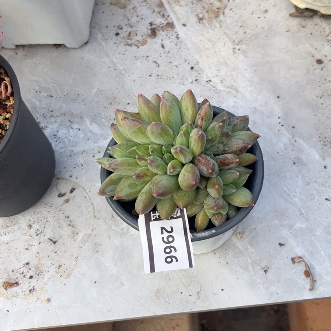 重楼缀多肉植物2966