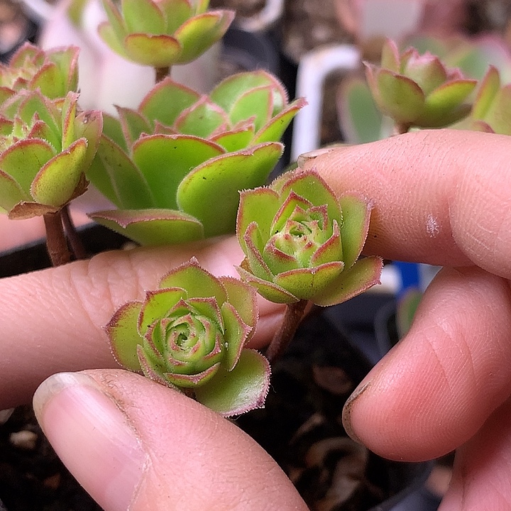 苏***苏一物一拍墨情书侧牙福利