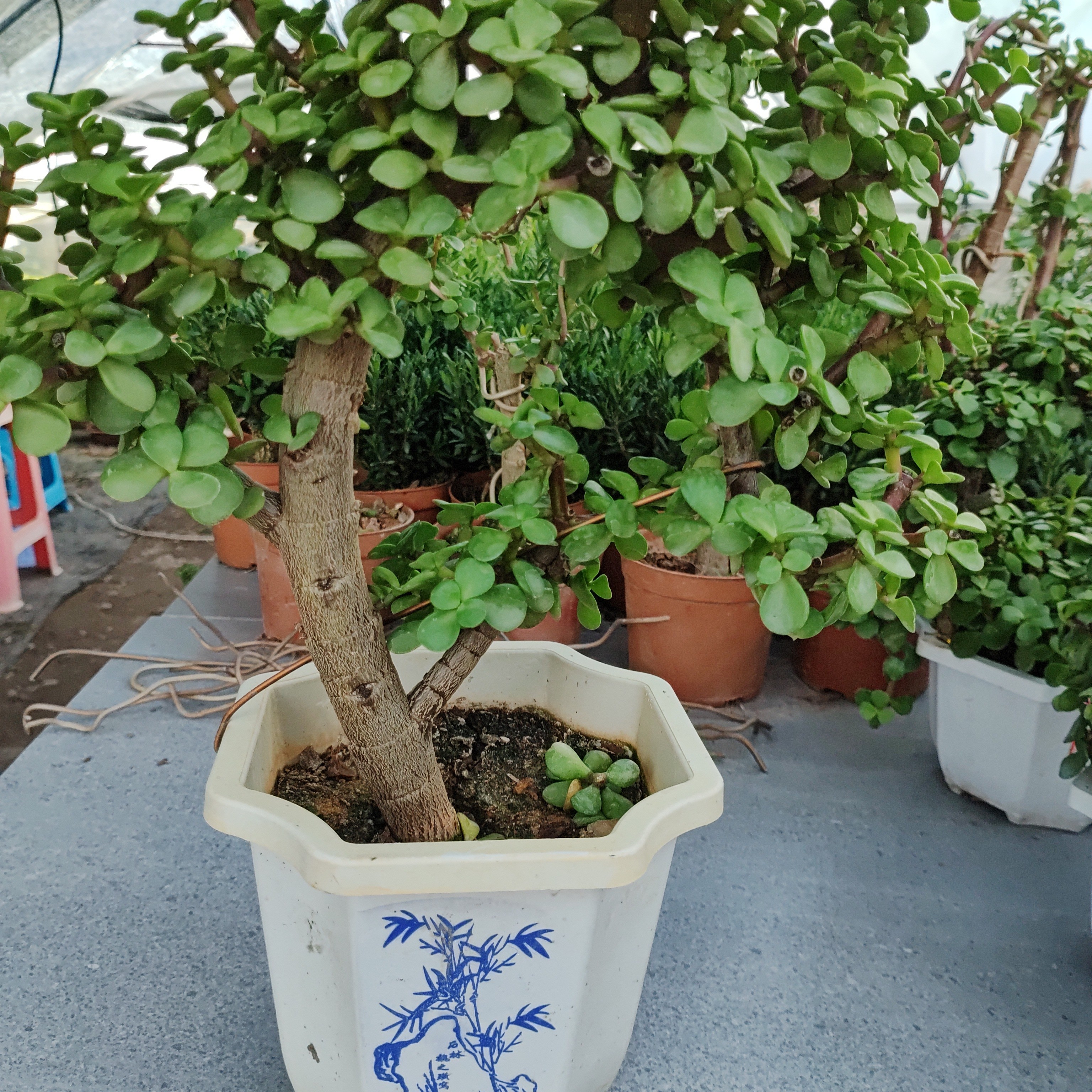 金枝玉叶老桩（包邮，偏远地区不包邮）绿植室内盆景造型盆栽