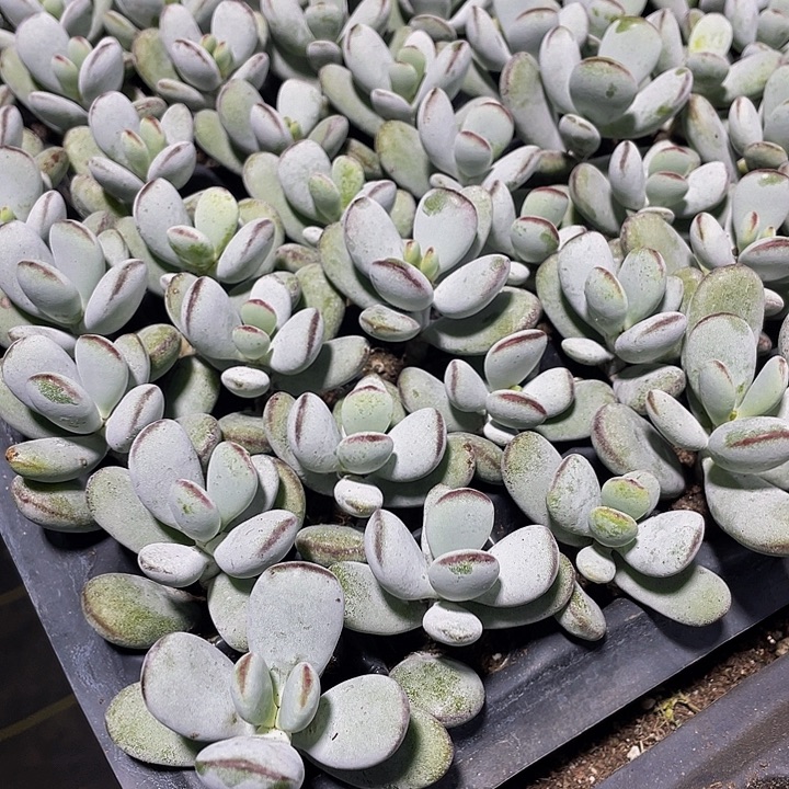 小乒乓1元带土发货