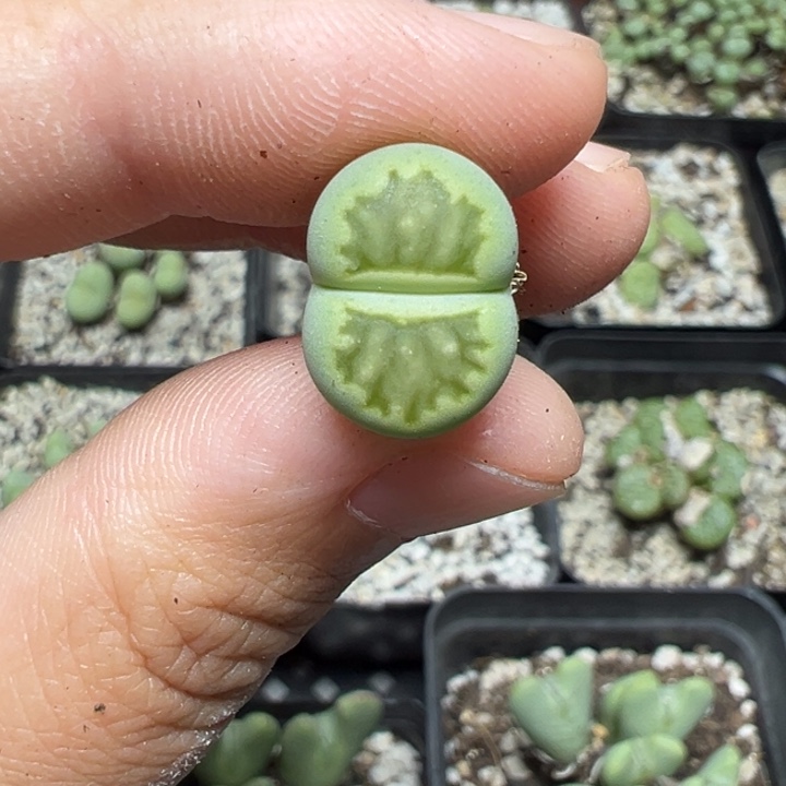 【闪购商品】1207……