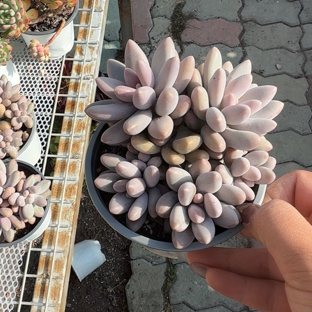 粉色恋人多肉植物警惕哦