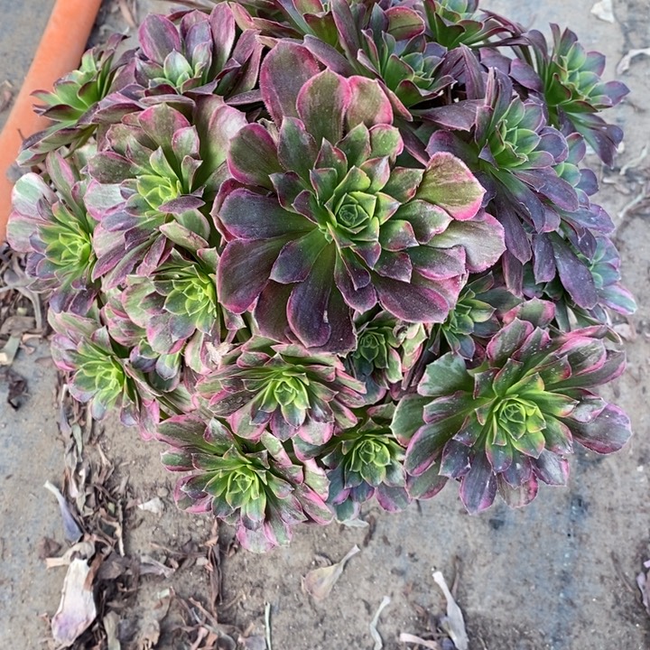 安娜3多肉植物法师