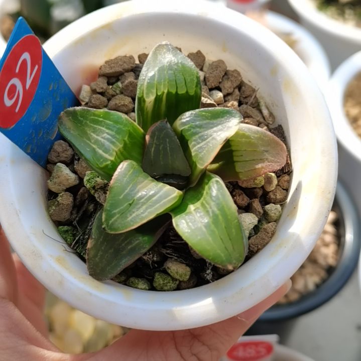 92号史扑锦一物一拍带盆土发货