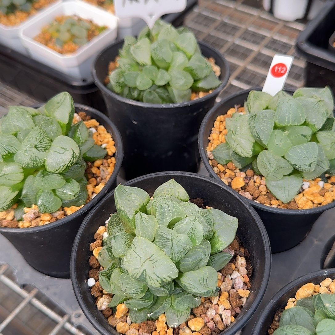 从前慢花园十二卷多肉编号-112