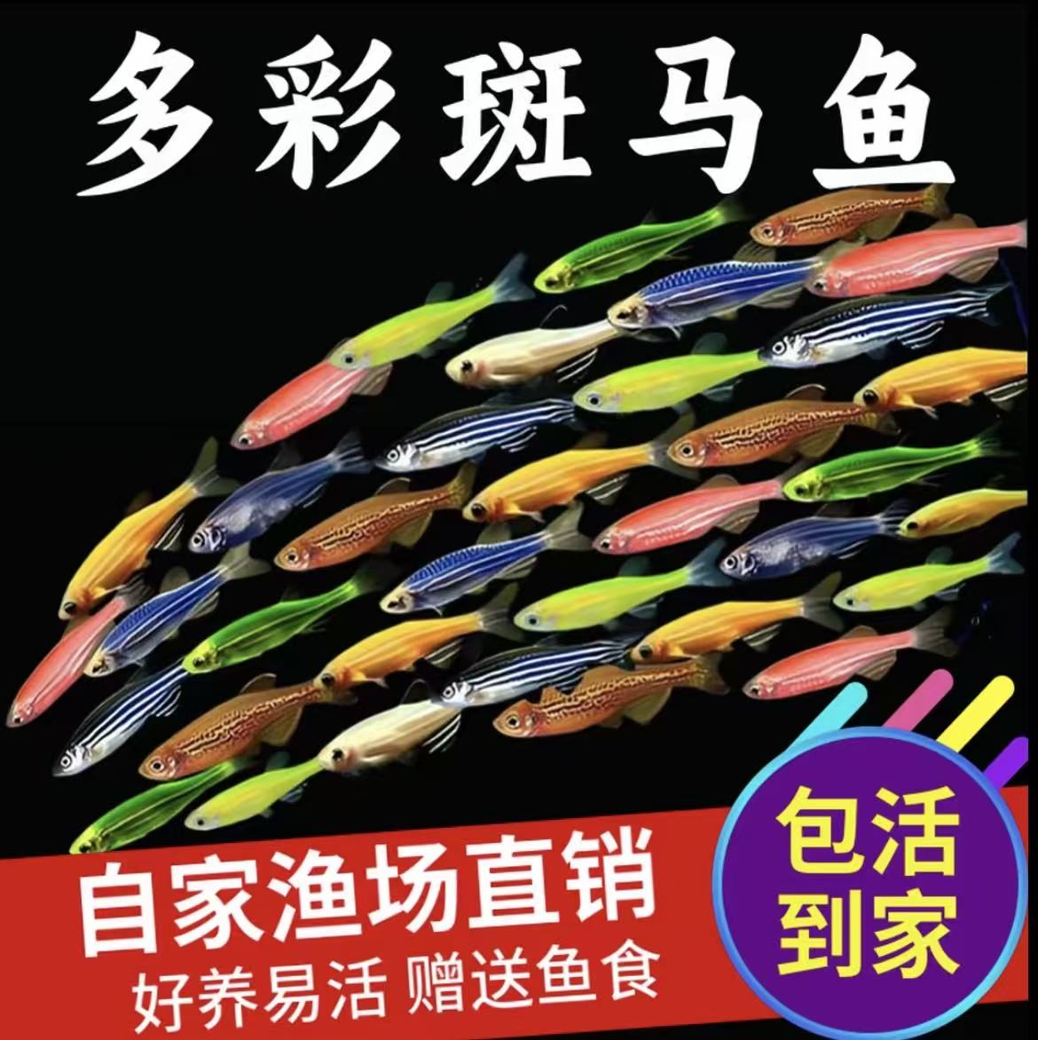 【渔场直销】斑马鱼灯科鱼淡水新手好养七彩小鱼五彩荧光小型观赏鱼