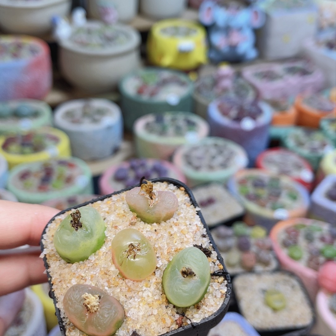 498。88888888888888888