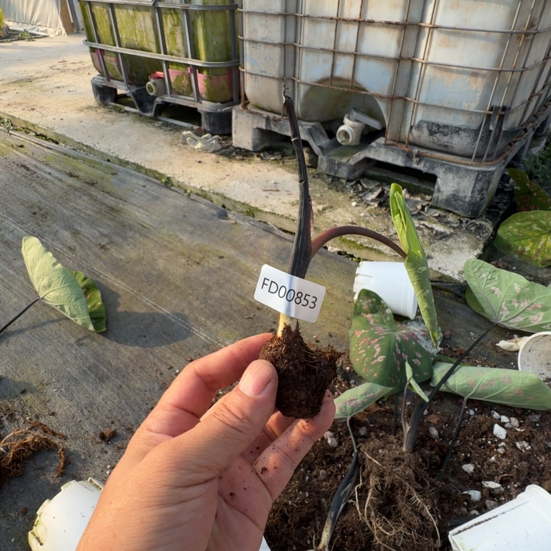 小***呀无花朵莫奈花园00853