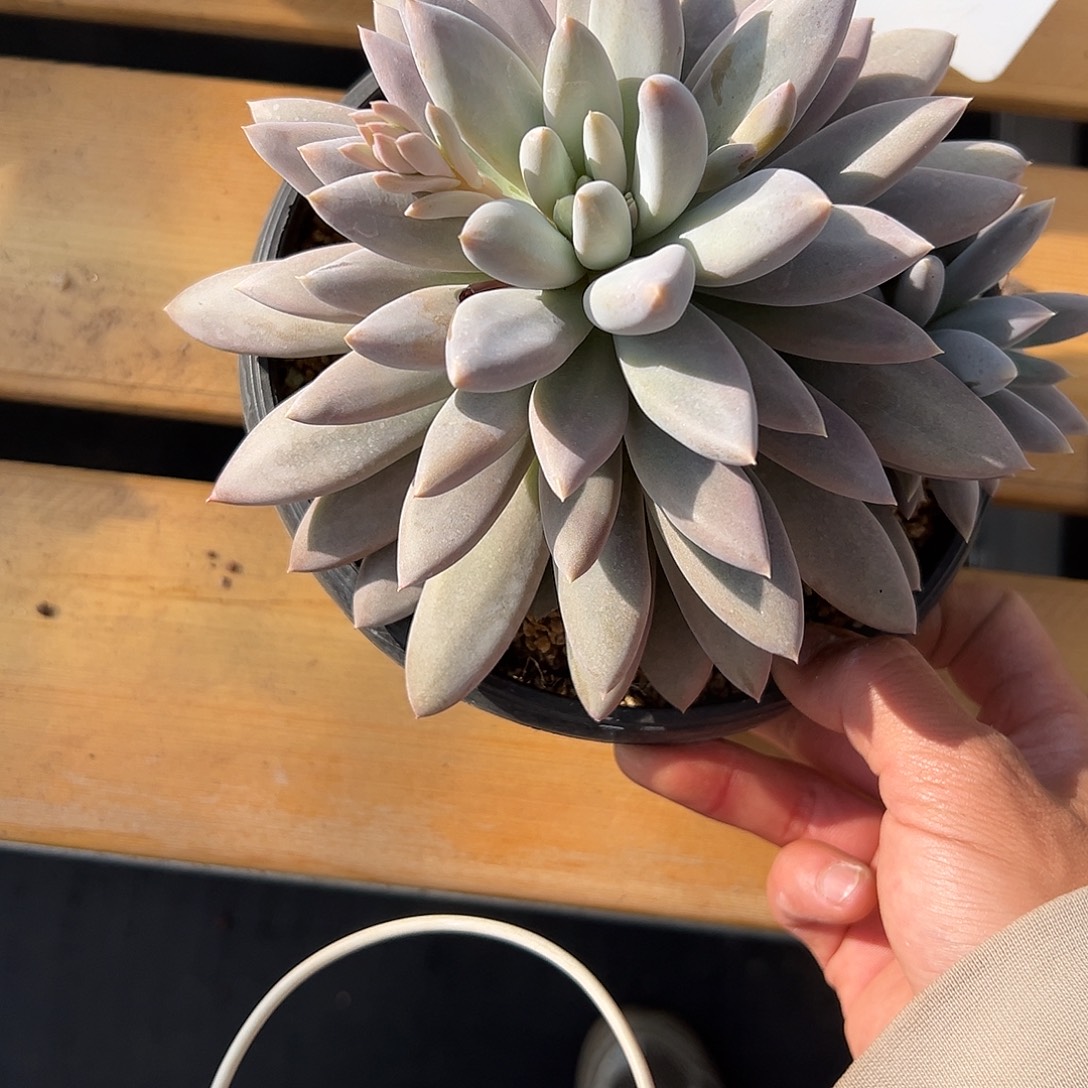 22哥特。 多肉。      