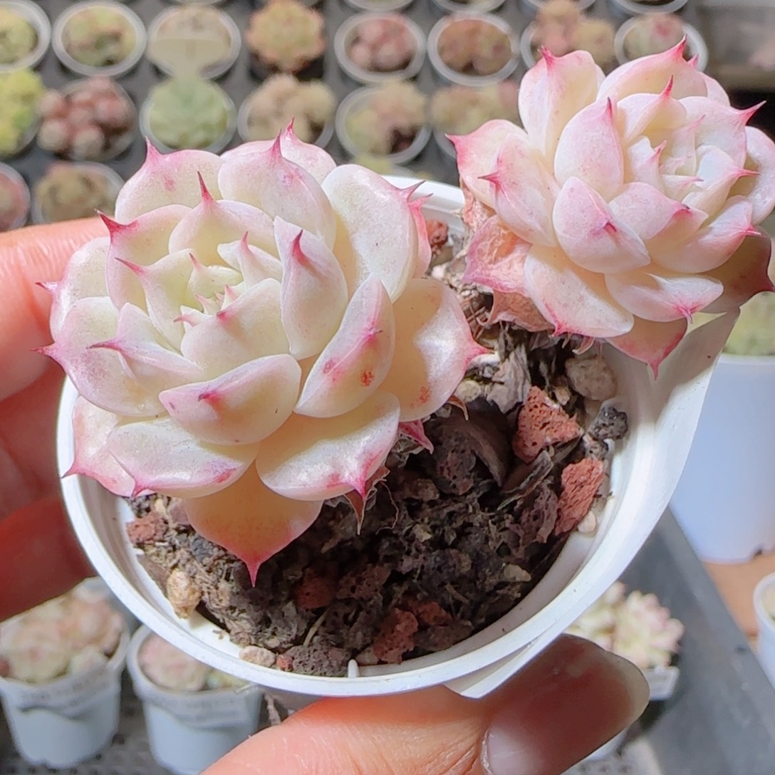 夏***甜花语多肉1212-388散