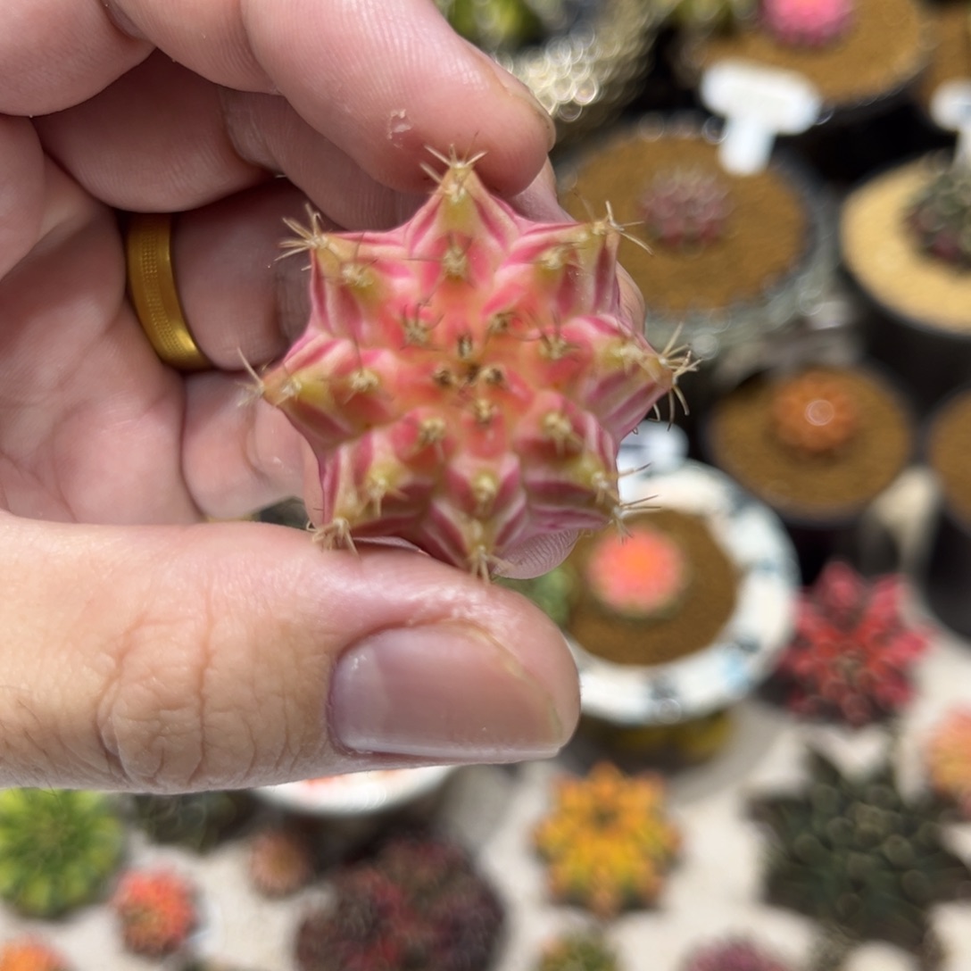 白臀线轮回——————