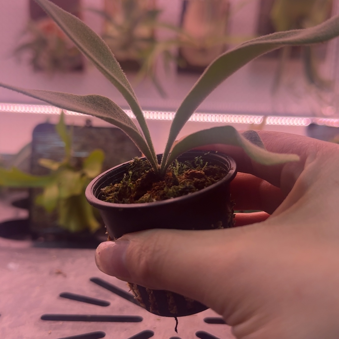 澳银鹿角蕨孢子苗