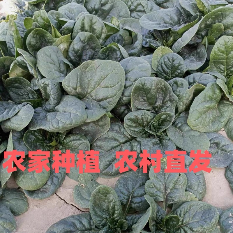 5斤河南趴地红根菠菜现挖现发自种露天霜冻火锅蔬菜4斤