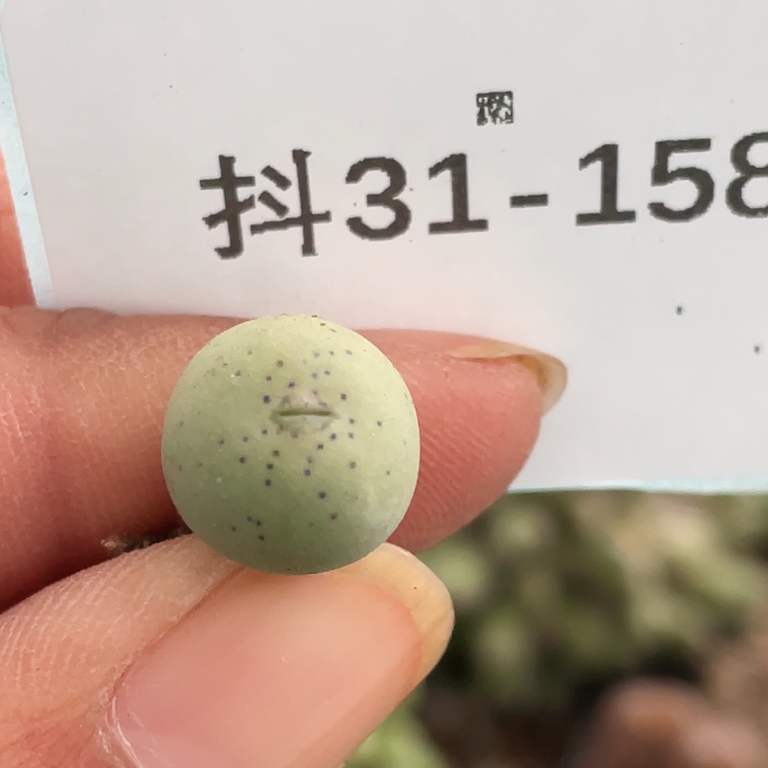 31-158鸭嘴兽苗多肉植物