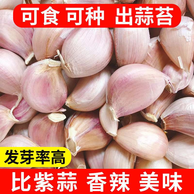 【新干蒜瓣】2025新鲜农家自种手剥蒜带皮蒜瓣可吃可种