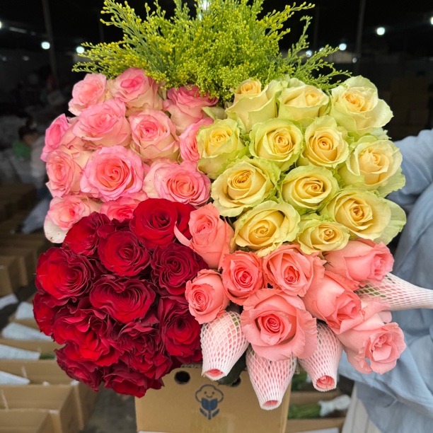 艾莎+红玫瑰+粉玫瑰+香槟+配草一扎+鲜花营养液