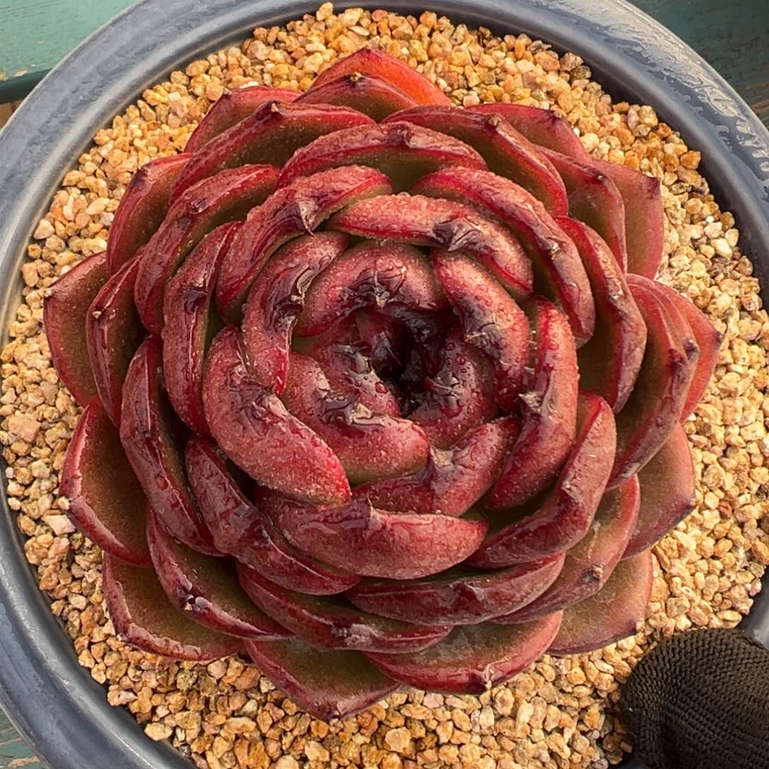 多肉一物一拍0208-血月