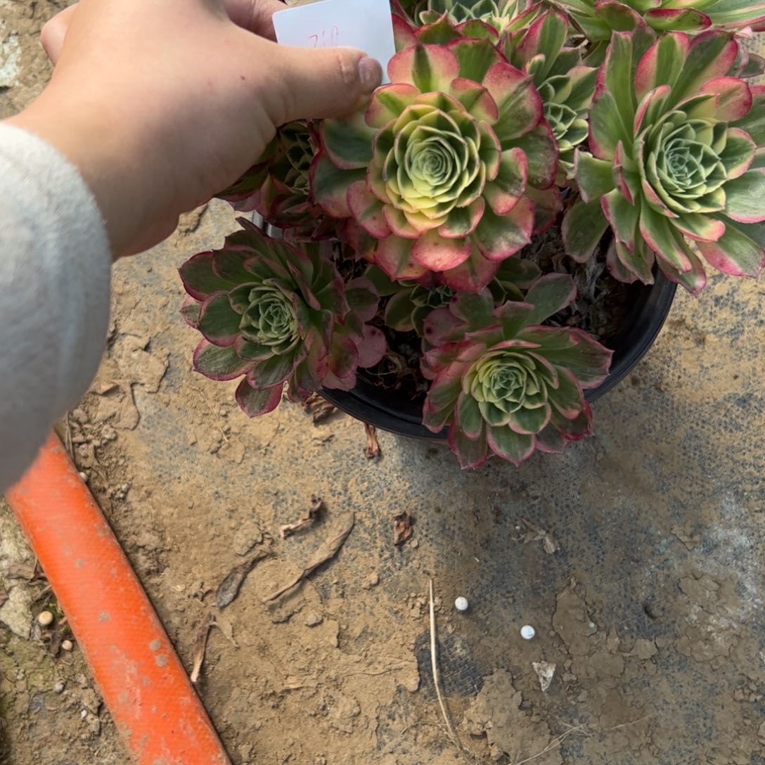 七**.海王多肉一物一拍24