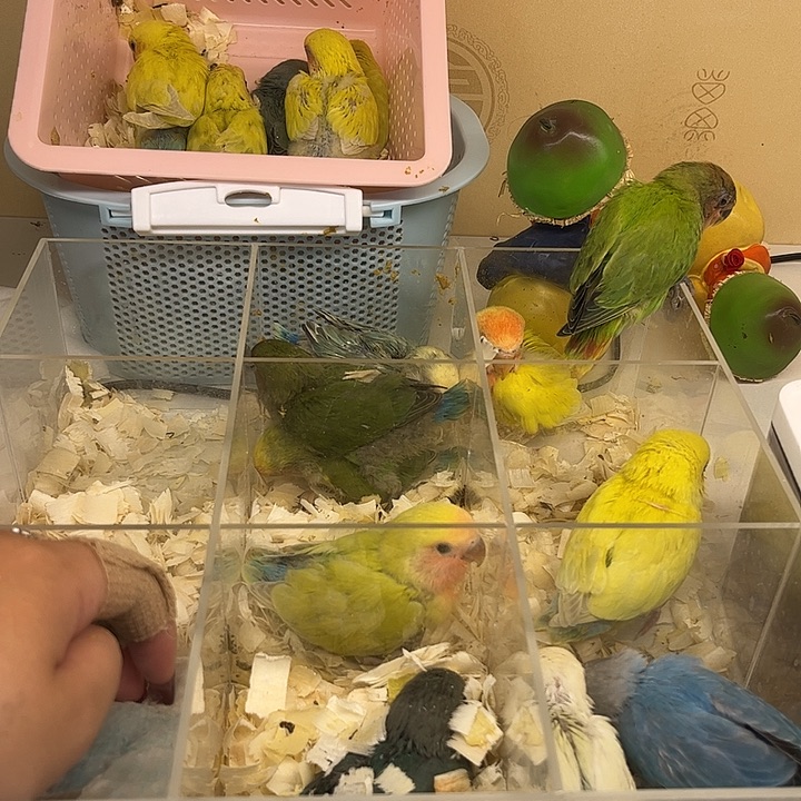 桃脸牡丹鹦鹉绿桃