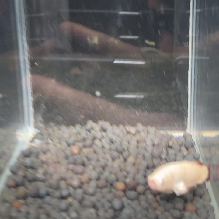 斗鱼泰国斗鱼79号