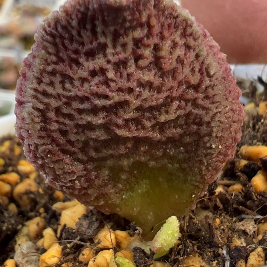 实生新品多肉植物水泡93号