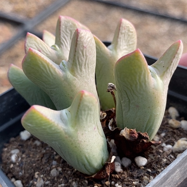 1844皮卡丘少将一群