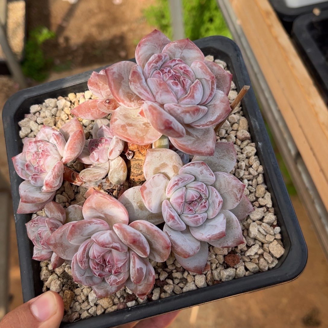 8头紧凑小树哈哈哈哈哈哈哈