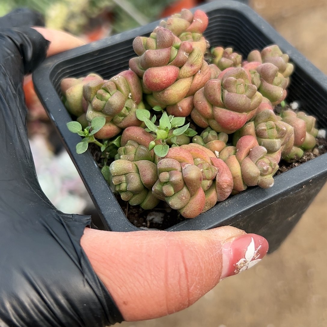 多肉植物丸叶寿无限