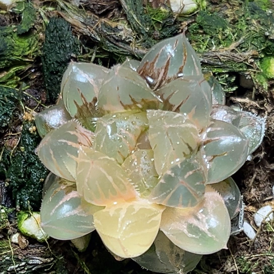 恭喜发财大吉大利648