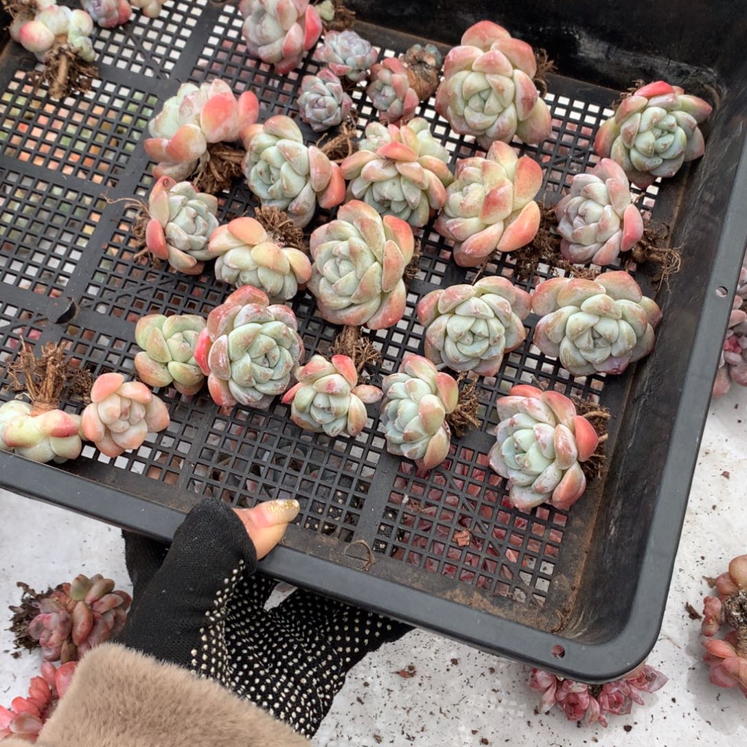 22颗加5颗超迷你粗腿冰玉老庄