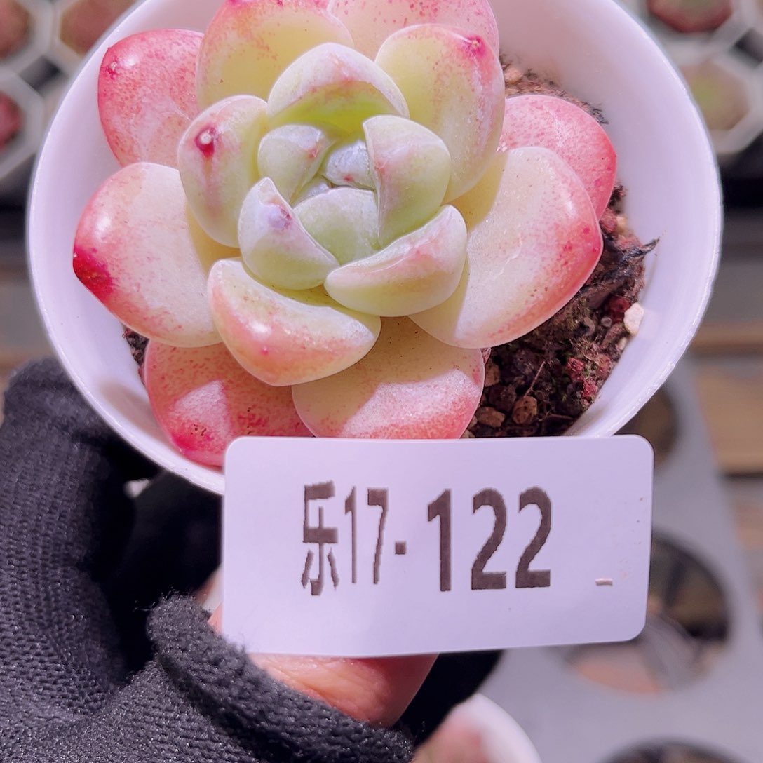 乐然17-122 冰玉单头 