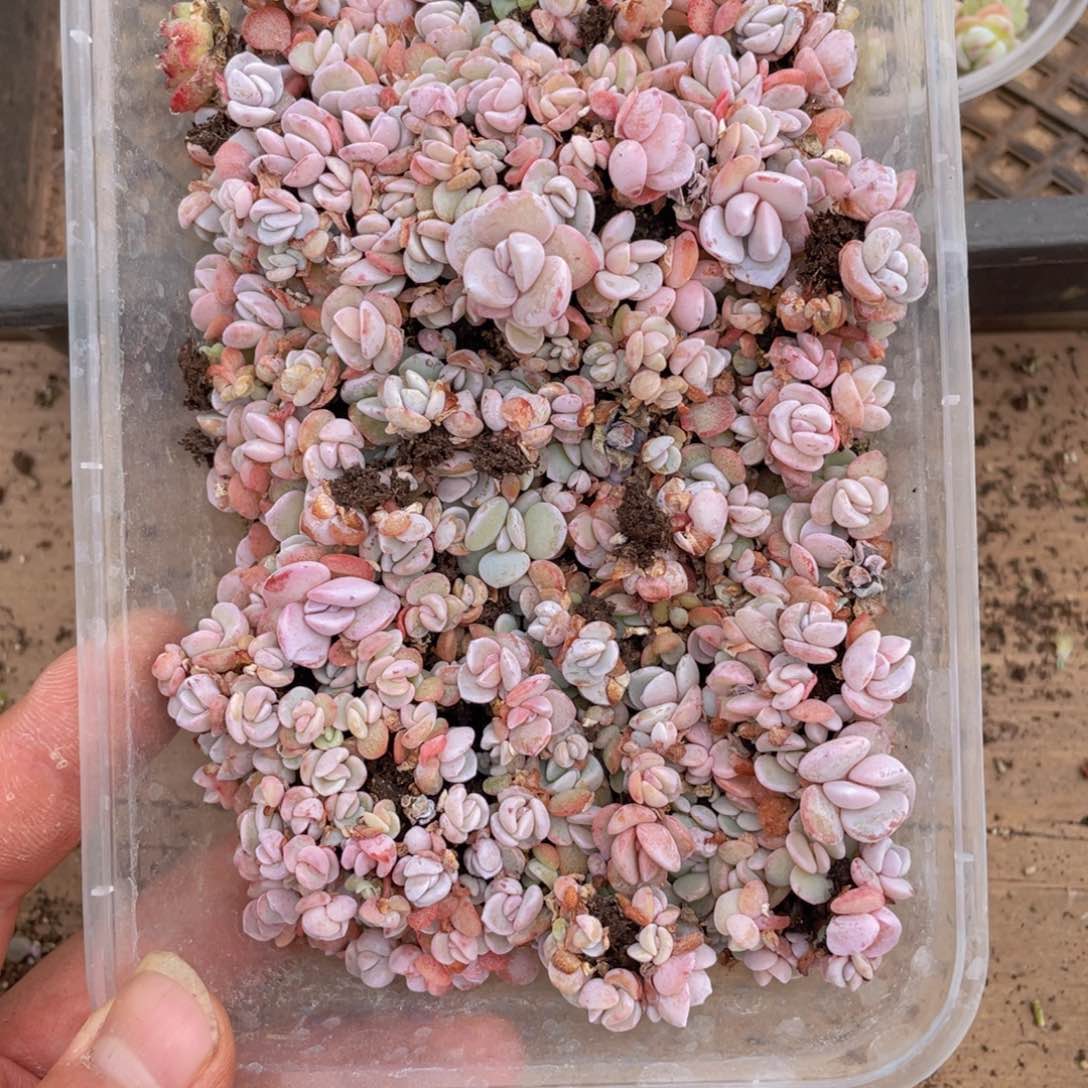 *️****多肉植物多肉植物957