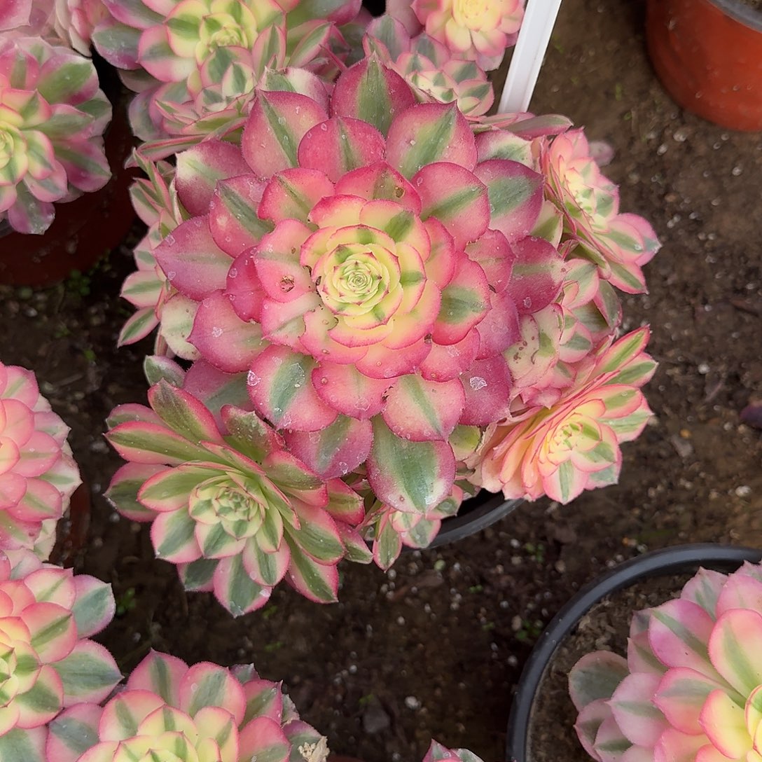 4535倾城多肉法师多肉