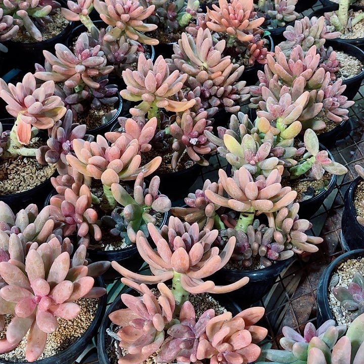 糖果美人精品多肉清货价