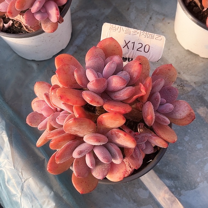 我是第一百个为妖刀应援的阴阳