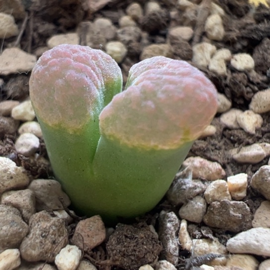 班克雪花磁铁。 299。