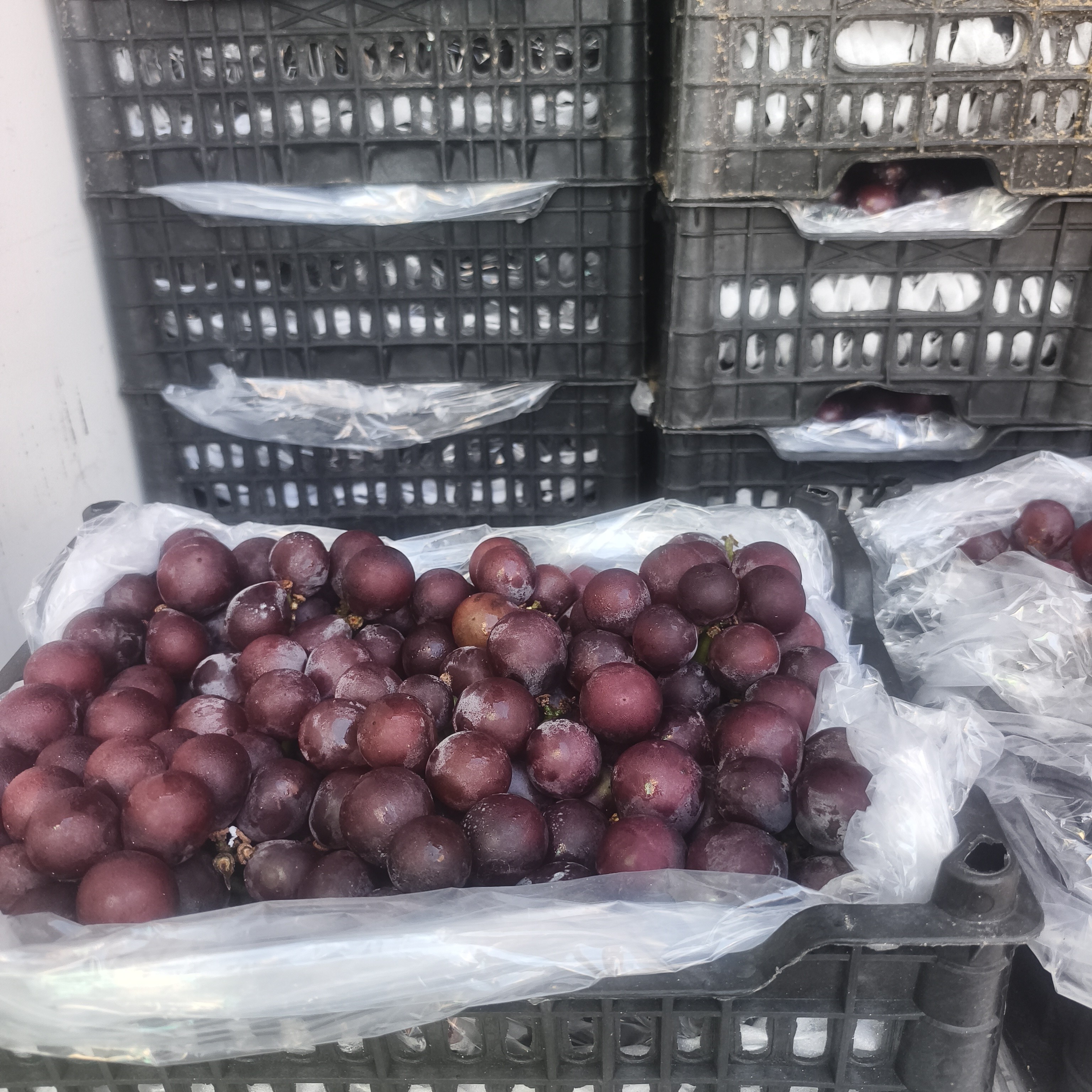 巨峰葡萄一箱毛重4.2斤左右辽宁省