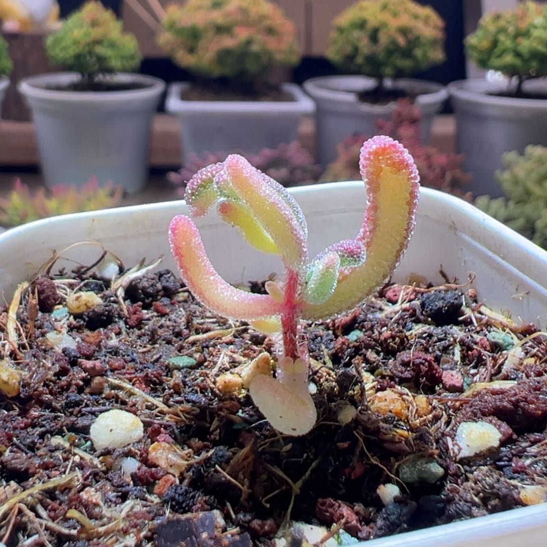 219钻石锦一物一拍包开箱